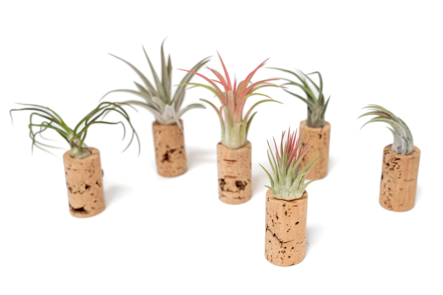 Magnetic Wine Cork With Tillandsia Assorted Air Plant 5 Magnetic Wine Cork With Tillandsia Assorted Air Plant - Image 5