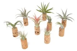 Magnetic Wine Cork With Tillandsia Assorted Air Plant 12 Magnetic Wine Cork With Tillandsia Assorted Air Plant -Air plant supply co. Tillandsia Air Plant Wine Cork Supply 4 scaled