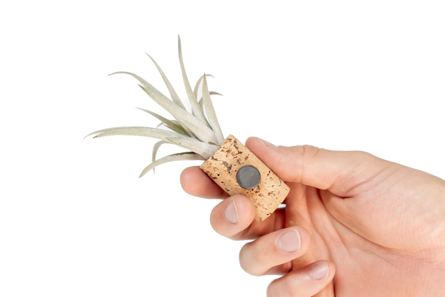 Magnetic Wine Cork With Tillandsia Assorted Air Plant 2 Magnetic Wine Cork With Tillandsia Assorted Air Plant - Image 2