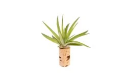 Magnetic Wine Cork With Tillandsia Assorted Air Plant 9 Magnetic Wine Cork With Tillandsia Assorted Air Plant -Air plant supply co. Tillandsia Air Plant Wine Cork Supply 7 scaled