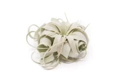 SALE - 3 Mini Tillandsia Xerographica For $30 9 SALE - 3 Mini Tillandsia Xerographica For $30 -Air plant supply co. Tillandsia Air Plant Xerographica 1