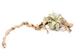 Large Multi-Branched Grapewood Display With Tillandsia Xerographica Air Plant