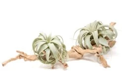 Large Multi-Branched Grapewood Display - Choose Custom Tillandsia Air Plants -Air plant supply co. Tillandsia Air Plant Xerographica Grapevine Wood Display Large Multiple 2 1 scaled