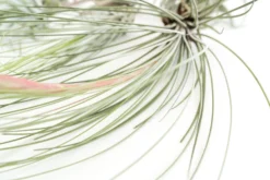 SALE - Special Jumbo Tillandsia Air Plants - Set Of 12 - 40% Off -Air plant supply co. Tillandsia Air Plants Jumbo Collection 10 scaled