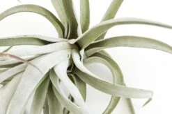 SALE - Special Jumbo Tillandsia Air Plants - Set Of 12 - 40% Off -Air plant supply co. Tillandsia Air Plants Jumbo Collection 13