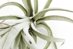 SALE - Special Jumbo Tillandsia Air Plants - Set Of 12 - 40% Off -Air plant supply co. Tillandsia Air Plants Jumbo Collection 13 scaled