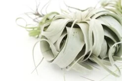 SALE - Special Jumbo Tillandsia Air Plants - Set Of 12 - 40% Off -Air plant supply co. Tillandsia Air Plants Jumbo Collection 5