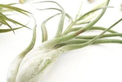 SALE - Special Jumbo Tillandsia Air Plants - Set Of 12 - 40% Off -Air plant supply co. Tillandsia Air Plants Jumbo Collection 9