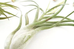 SALE - Special Jumbo Tillandsia Air Plants - Set Of 12 - 40% Off -Air plant supply co. Tillandsia Air Plants Jumbo Collection 9 scaled