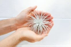 SALE - Tillandsia Tectorum Ecuador Air Plants - Set Of 3, 6 Or 9 - 25% Off -Air plant supply co. Tillandsia Air Plants Tectorum Ecuador