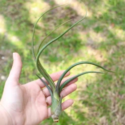 Large Tillandsia Baileyi Air Plants / 6-9 Inch Plants -Air plant supply co. Tillandsia Baileyi Air Plants2 1100d2b2 cbe9 4cc6 b864 4580a7de841e scaled