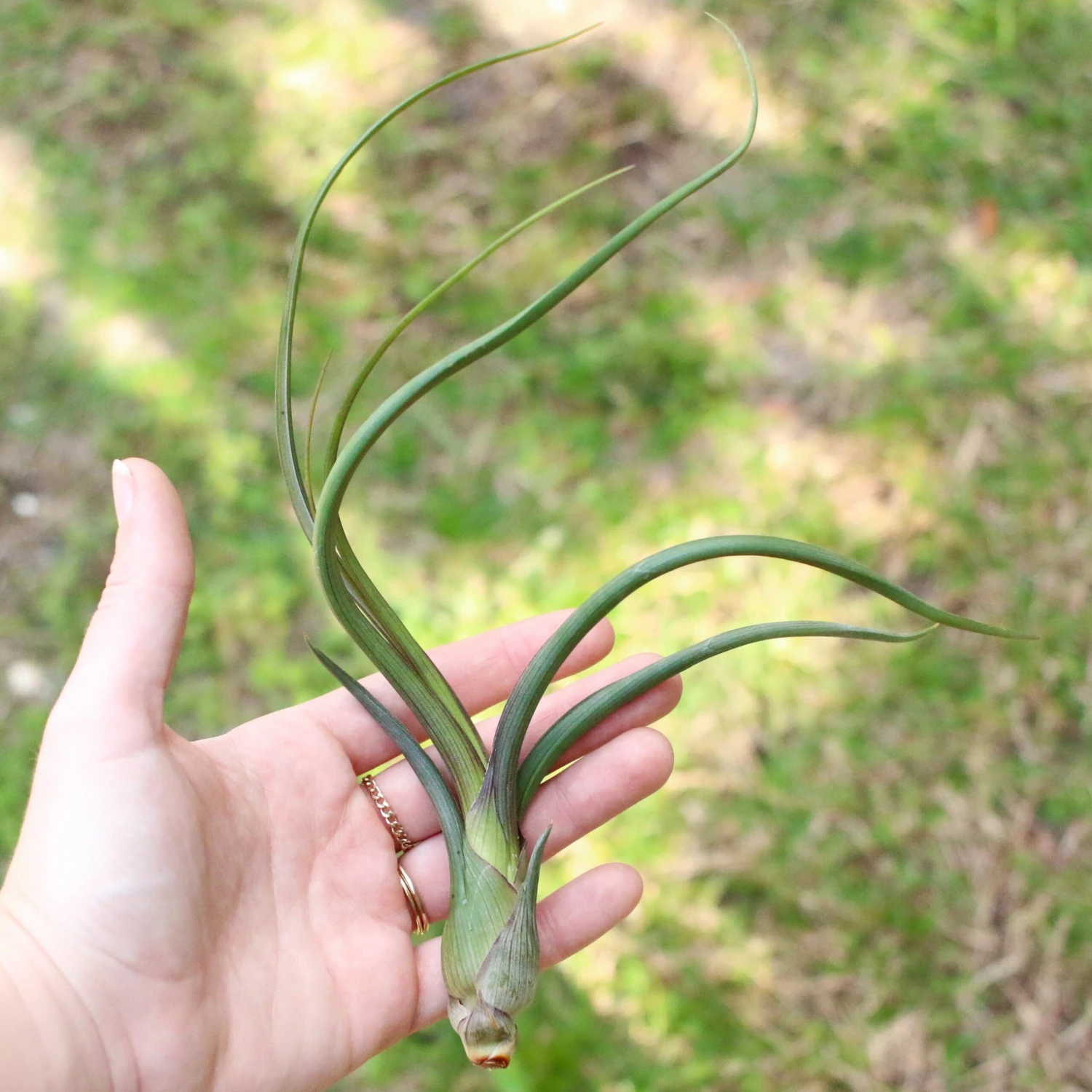 XL Tillandsia Baileyi Air Plants / 9-12 Inch Plants 6 XL Tillandsia Baileyi Air Plants / 9-12 Inch Plants - Image 6