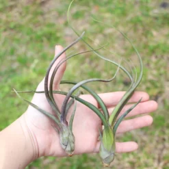 Large Tillandsia Baileyi Air Plants / 6-9 Inch Plants -Air plant supply co. Tillandsia Baileyi Air Plants3 e711d675 1a40 49b5 b222 40e0a59a439c scaled