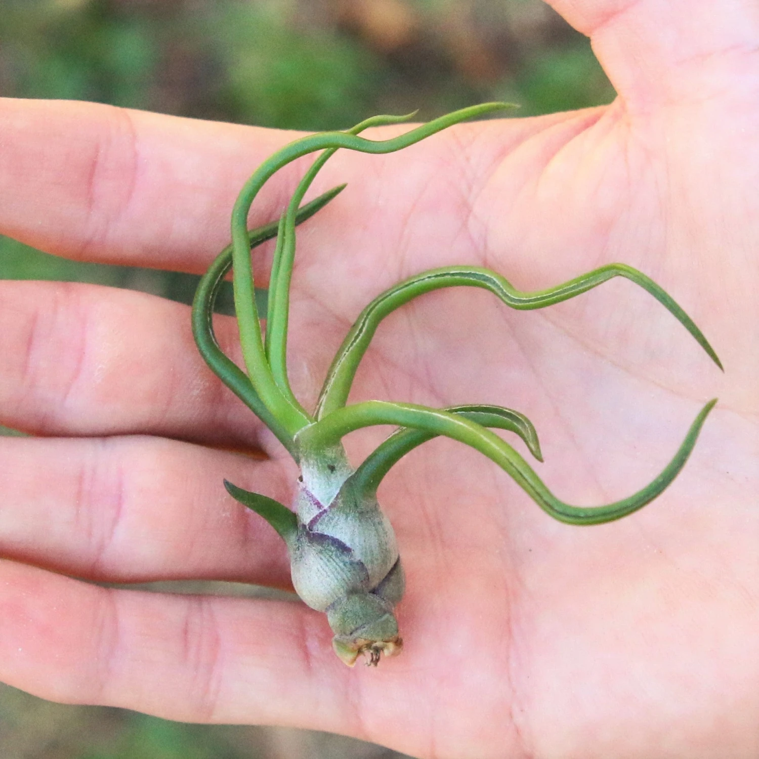 SALE - Tillandsia Bulbosa Guatemala Air Plants - Set Of 10, 20, Or 30 - 40% Off 4 SALE - Tillandsia Bulbosa Guatemala Air Plants - Set Of 10, 20, Or 30 - 40% Off - Image 4