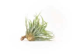 Tillandsia Capitata Salmon Air Plants -Air plant supply co. Tillandsia Capitata Salmon 3