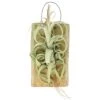 Tillandsia Curly Slim Mounted On Natural Cedar Plank
