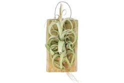 Tillandsia Curly Slim Mounted On Natural Cedar Plank
