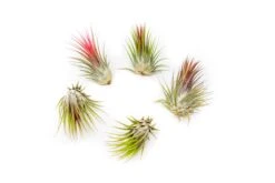 SALE - Tillandsia Ionantha Guatemala Air Plants - Set Of 10, 20 Or 50 Air Plants - 70% Off 7 SALE - Tillandsia Ionantha Guatemala Air Plants - Set Of 10, 20 Or 50 Air Plants - 70% Off -Air plant supply co. Tillandsia Ionantha Guatemala 1 1