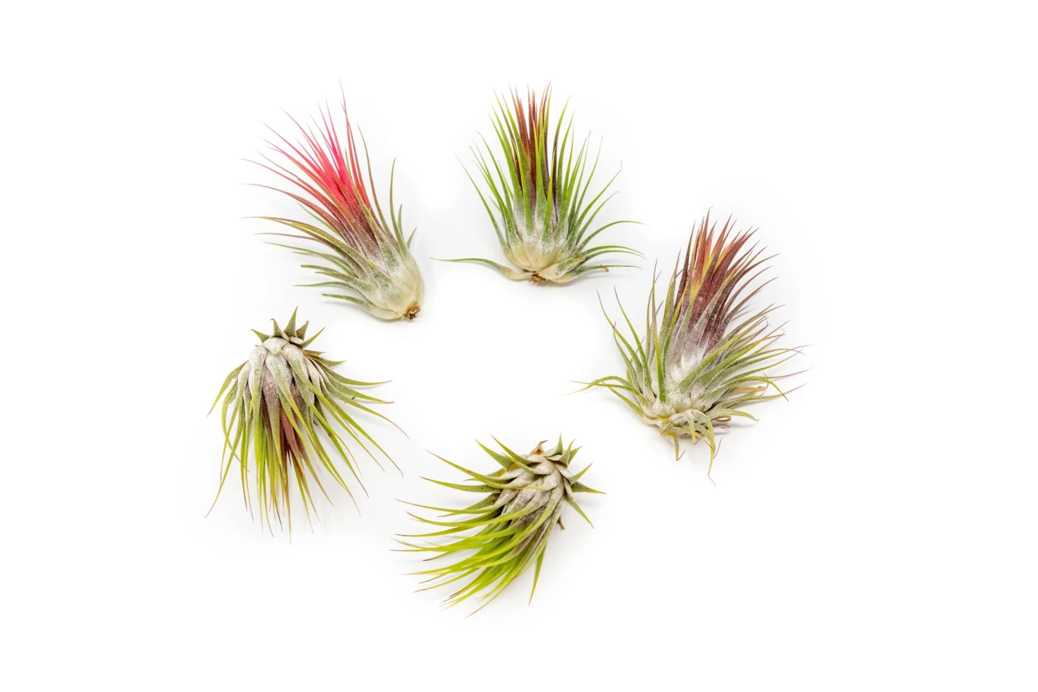 SALE - Tillandsia Ionantha Guatemala Air Plants - Set Of 10, 20 Or 50 Air Plants - 70% Off 3 SALE - Tillandsia Ionantha Guatemala Air Plants - Set Of 10, 20 Or 50 Air Plants - 70% Off - Image 3