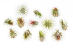 SALE - Tillandsia Ionantha Guatemala Air Plants - Set Of 10, 20 Or 50 Air Plants - 70% Off 8 SALE - Tillandsia Ionantha Guatemala Air Plants - Set Of 10, 20 Or 50 Air Plants - 70% Off -Air plant supply co. Tillandsia Ionantha Guatemala 2