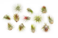 SALE - Tillandsia Ionantha Guatemala Air Plants - Set Of 10, 20 Or 50 Air Plants - 70% Off -Air plant supply co. Tillandsia Ionantha Guatemala 2 scaled