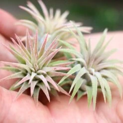 Set Of 3 Or 5 Tillandsia Ionantha Mexican Air Plants - Save Up To 25% -Air plant supply co. Tillandsia Ionantha Mexican2 d4907f46 03fa 42c8 91cf cd4f603c7c5b
