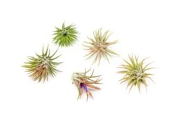 Set Of 3 Or 5 Tillandsia Ionantha Mexican Air Plants - Save Up To 25% -Air plant supply co. Tillandsia Ionantha Mexican 1 17da0489 ae61 465c a019 729b85031a1b