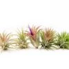 Set Of 3 Or 5 Tillandsia Ionantha Mexican Air Plants - Save Up To 25%