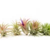 Set Of 3 Or 5 Tillandsia Ionantha Mexican Air Plants - Save Up To 25%