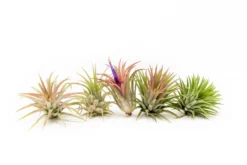 Set Of 3 Or 5 Tillandsia Ionantha Mexican Air Plants - Save Up To 25%
