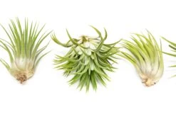 SALE - Large Tillandsia Ionantha Rubra Air Plants - Set Of 10 Or 20 - 40% Off -Air plant supply co. Tillandsia Ionantha Mexican 4 7586088d 5a6f 450f 8d87 41db55ac5cb4 1