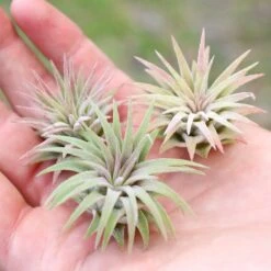 Tillandsia Ionantha Mexican Air Plants 9 Tillandsia Ionantha Mexican Air Plants -Air plant supply co. Tillandsia Ionantha Mexican Pups1 c7985cb9 b859 410b aa04 11128352882e