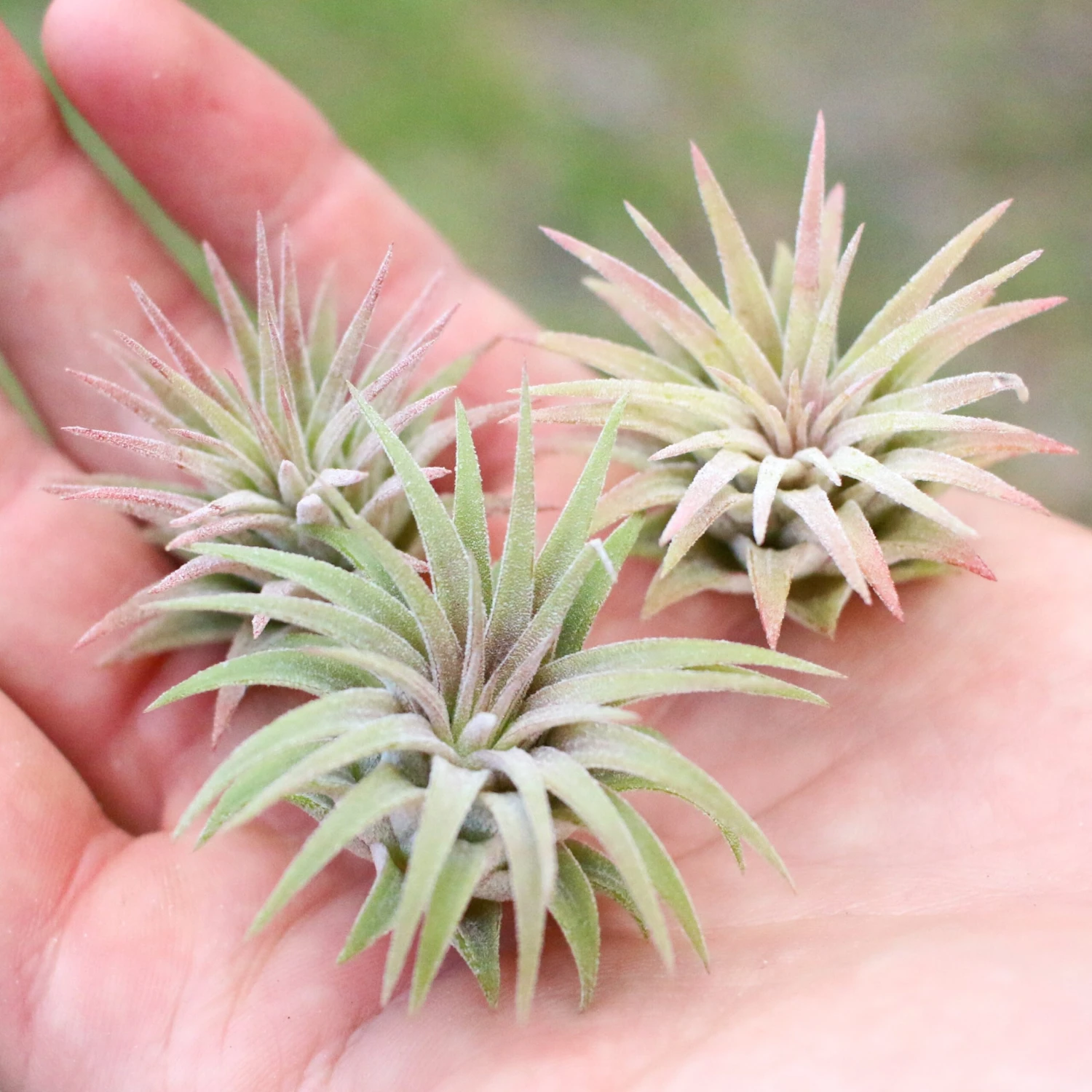 Tillandsia Ionantha Mexican Air Plants 5 Tillandsia Ionantha Mexican Air Plants - Image 5