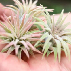 Tillandsia Ionantha Mexican Air Plants 8 Tillandsia Ionantha Mexican Air Plants -Air plant supply co. Tillandsia Ionantha Mexico Air Plants Small3 0d19b252 c06a 41c4 ae95 f9a3bd1da8f5 scaled