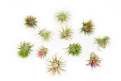 Tillandsia Ionantha Rubra Air Plants -Air plant supply co. Tillandsia Ionantha Rubra 9994a14a 8bd4 4ebc 88cf 27b0d65a242b