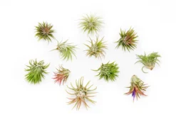Tillandsia Ionantha Rubra Air Plants 7 Tillandsia Ionantha Rubra Air Plants -Air plant supply co. Tillandsia Ionantha Rubra 9994a14a 8bd4 4ebc 88cf 27b0d65a242b scaled
