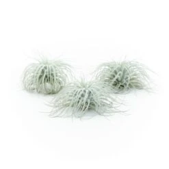 XL Tillandsia Tectorum Ecuador Air Plants 16 XL Tillandsia Tectorum Ecuador Air Plants -Air plant supply co. Tillandsia Tectorum Big