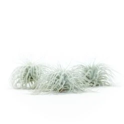 Tillandsia Tectorum Ecuador Air Plants -Air plant supply co. Tillandsia Tectorum Big 2 e9fcf752 ac41 4c8f 8bc8 bfcc4c45a9f6