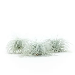 Tillandsia Tectorum Ecuador Air Plants -Air plant supply co. Tillandsia Tectorum Big 2 e9fcf752 ac41 4c8f 8bc8 bfcc4c45a9f6 scaled