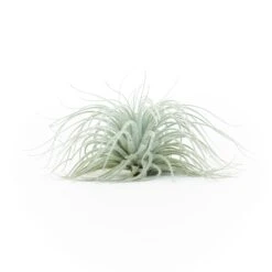 BLOOM SALE - XXL Tillandsia Tectorum Ecuador Air Plant -Air plant supply co. Tillandsia Tectorum Big 3