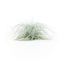 BLOOM SALE - XXL Tillandsia Tectorum Ecuador Air Plant -Air plant supply co. Tillandsia Tectorum Big 3 scaled