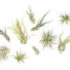 The Tough Stuff Collection Of Tillandsia Air Plants