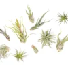 The Tough Stuff Collection Of Tillandsia Air Plants