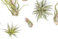 The Tough Stuff Collection Of Tillandsia Air Plants -Air plant supply co. Tillandsia Variety Pack 3 1