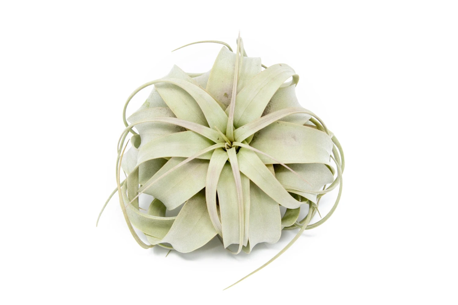 Large Tillandsia Air Plant Variety Pack - 5 Big Plants 2 Large Tillandsia Air Plant Variety Pack - 5 Big Plants - Image 2