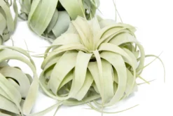 SALE - Medium Tillandsia Xerographica - Set Of 5 Or 10 Air Plants - 40% Off -Air plant supply co. Tillandsia Xerographica Air Plant 3 e71a4594 f159 48bd 92db 71b46a17c9a0 scaled