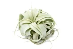 Small Tillandsia Xerographica / 4 -5 Inches Wide -Air plant supply co. Tillandsia Xerographica Air Plant 8