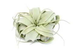 SALE - Small Tillandsia Xerographica - Set Of 5 Or 10 - 40% Off -Air plant supply co. Tillandsia Xerographica Air Plant 9 9ee30954 bf0b 42ee b12d 6334b8624ff2