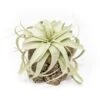 Natural Cork Bark Planters With Mini Tillandsia Xerographica Air Plant