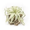Natural Cork Bark Planters With Mini Tillandsia Xerographica Air Plant